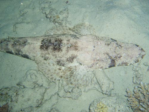 crocodile fish 2.jpg
